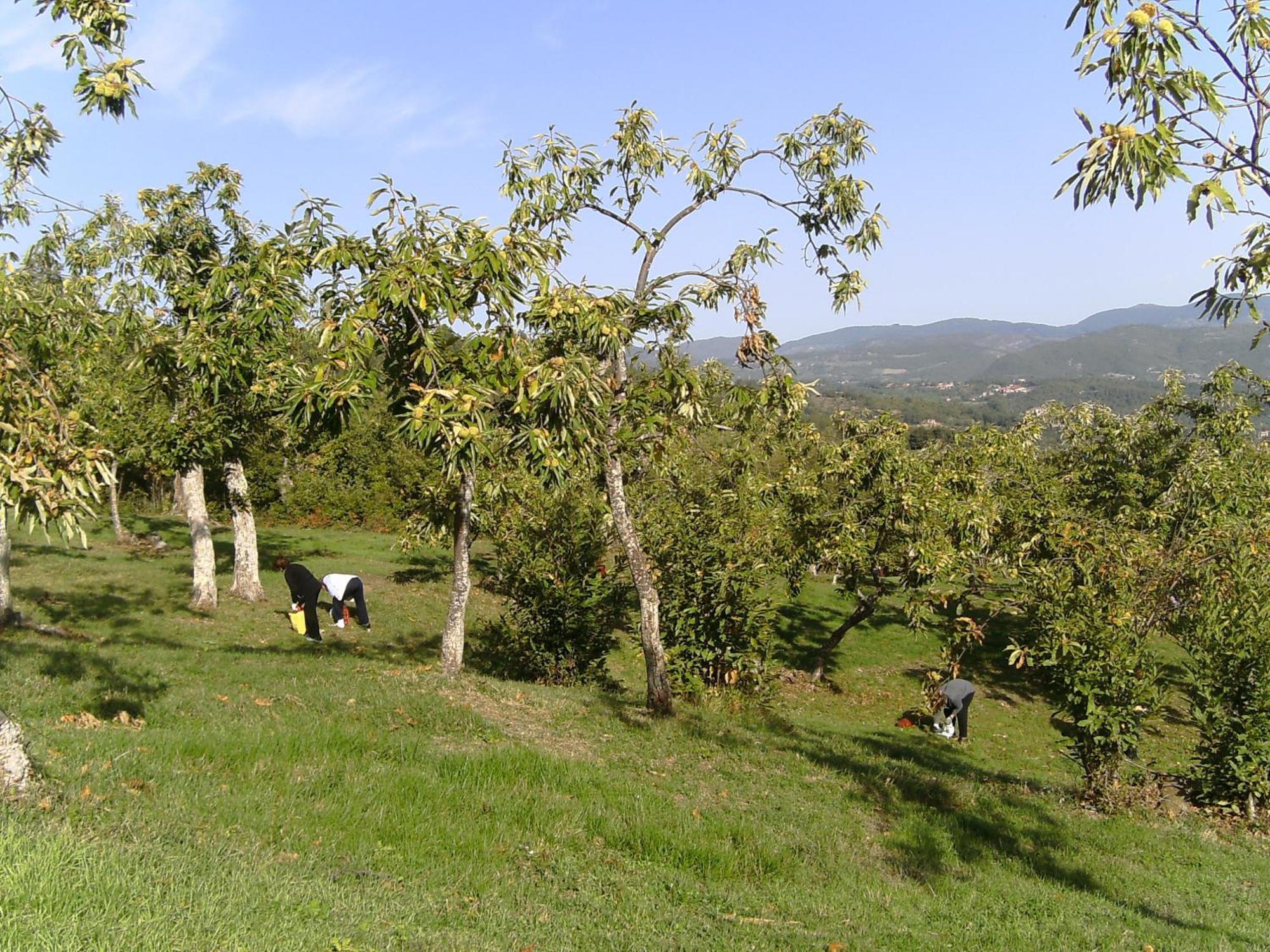 Agriturismo La Casina Caprese Michelangelo Bagian luar foto